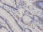 HDGF Antibody in Immunohistochemistry (Paraffin) (IHC (P))