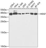 HDGF Antibody in Western Blot (WB)