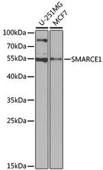 BAF57 Antibody in Western Blot (WB)