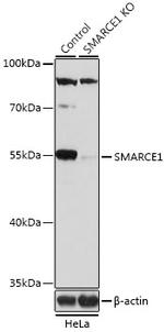 BAF57 Antibody in Western Blot (WB)