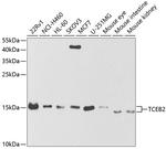 TCEB2 Antibody in Western Blot (WB)