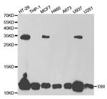 Diazepam Binding Inhibitor Antibody in Western Blot (WB)