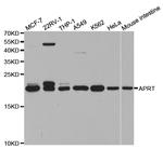 APRT Antibody in Western Blot (WB)