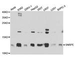 SNRPE Antibody in Western Blot (WB)