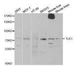 TLE1 Antibody in Western Blot (WB)