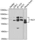 KLC1 Antibody in Western Blot (WB)