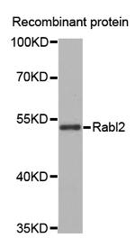 RABL2A Antibody in Western Blot (WB)