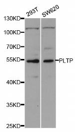 PLTP Antibody in Western Blot (WB)