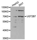 UGT2B7 Antibody in Western Blot (WB)