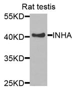 INHA Antibody in Western Blot (WB)