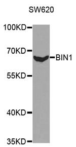 BIN1 Antibody in Western Blot (WB)