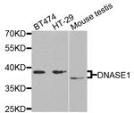 DNase I Antibody in Western Blot (WB)