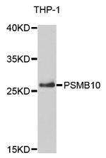 PSMB10 Antibody in Western Blot (WB)