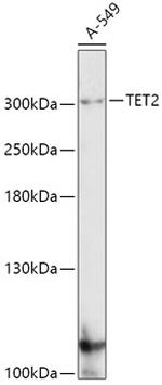 TET2 Antibody in Western Blot (WB)