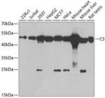 Citrate Synthase Antibody in Western Blot (WB)