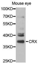 CRX Antibody in Western Blot (WB)