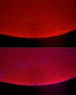 Alpha A Crystallin Antibody in Immunocytochemistry (ICC/IF)