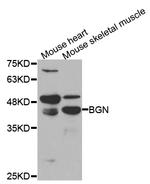 Biglycan Antibody in Western Blot (WB)