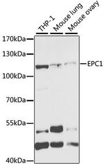 EPC1 Antibody in Western Blot (WB)