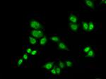 GTF2F2 Antibody in Immunocytochemistry (ICC/IF)