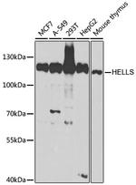 HELLS Antibody in Western Blot (WB)