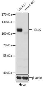 HELLS Antibody in Western Blot (WB)