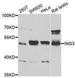 ING3 Antibody in Western Blot (WB)