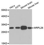 MRPL28 Antibody in Western Blot (WB)