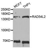 RAD54L2 Antibody in Western Blot (WB)