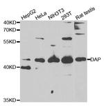 DAP Antibody in Western Blot (WB)