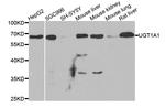 UGT1A1 Antibody in Western Blot (WB)