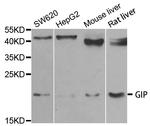 GIP Antibody in Western Blot (WB)