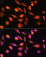 EXT2 Antibody in Immunocytochemistry (ICC/IF)