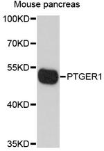 PTGER1 Antibody in Western Blot (WB)