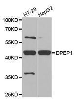 DPEP1 Antibody in Western Blot (WB)