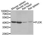 Pleckstrin Antibody in Western Blot (WB)