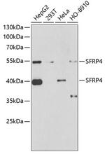 SFRP4 Antibody in Western Blot (WB)