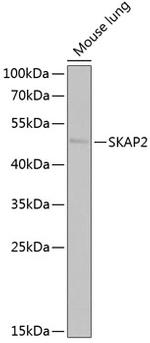 SKAP2 Antibody in Western Blot (WB)