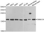 TIM17 Antibody in Western Blot (WB)