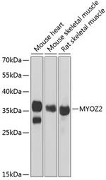 MYOZ2 Antibody in Western Blot (WB)