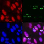 POLE3 Antibody in Immunocytochemistry (ICC/IF)