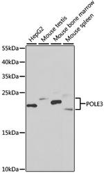 POLE3 Antibody in Western Blot (WB)