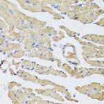 UCN2 Antibody in Immunohistochemistry (Paraffin) (IHC (P))