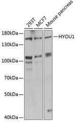 HYOU1 Antibody in Western Blot (WB)