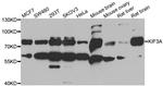 KIF3A Antibody in Western Blot (WB)