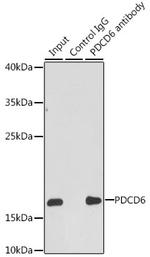 PDCD6 Antibody in Immunoprecipitation (IP)