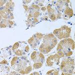 PROK2 Antibody in Immunohistochemistry (Paraffin) (IHC (P))