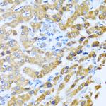 PROK2 Antibody in Immunohistochemistry (Paraffin) (IHC (P))