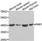 RAE1 Antibody in Western Blot (WB)