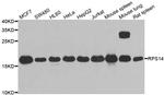 RPS14 Antibody in Western Blot (WB)